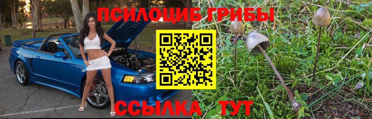 Советская Гавань  Псилоцибиновые грибы прущие грибы  Вход с VPN 